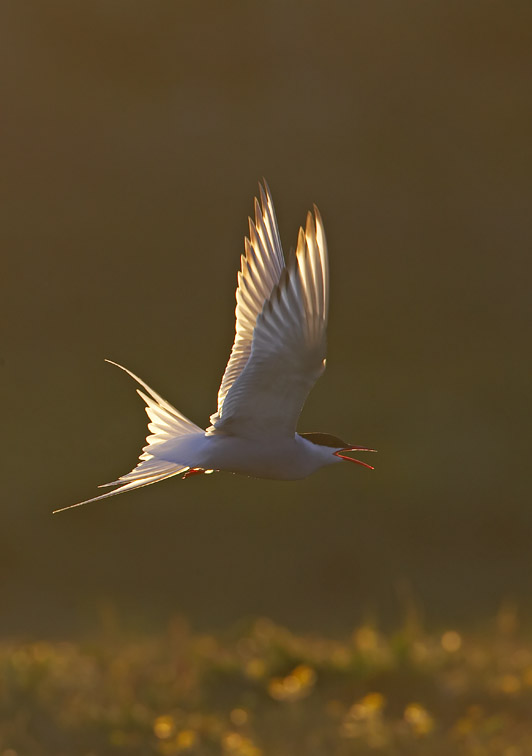 Arctic Tern (Sterna paradisaea) adult in flight in late evening light. Iceland.
